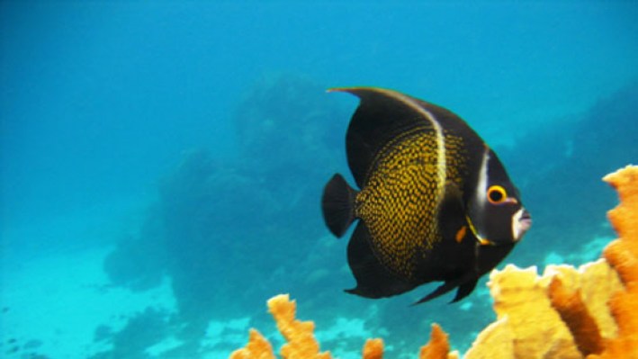 fishesDisk (42)_196